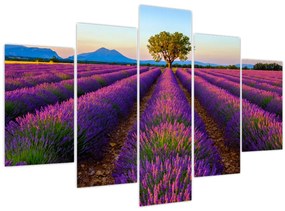 Tablou - Câmp de lavandă (150x105 cm)