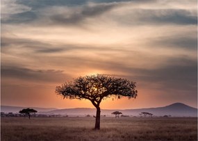 Tablou apusului de soare în Tanzania (70x50 cm)