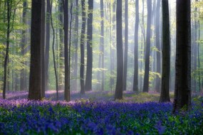 Fotografie Bluebells, Adrian Popan