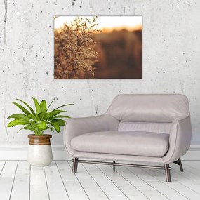 Tablou pe sticlă - Iarba înflorită (70x50 cm)