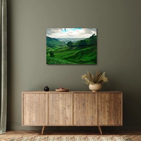 Tablou Plantații de ceai - Malaezia (70x50 cm)