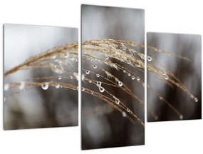 Tablou - Picături pe plantă (90x60 cm)