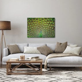 Tablou - Peacock (70x50 cm)