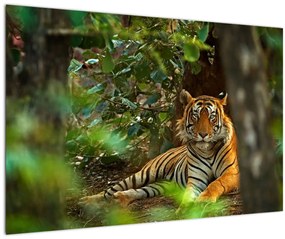 Tablou - Tigru odihnindu -se (90x60 cm)