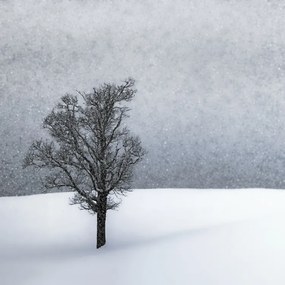 Fotografie LONELY TREE Idyllic Winterlandscape, Melanie Viola