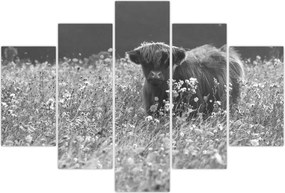 Tablou - Vacă scoțiană 5,alb-negru (150x105 cm)