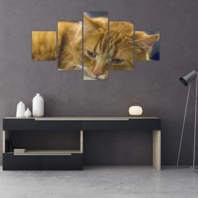 Tablou pisicii (125x70 cm), în 40 de alte dimensiuni noi