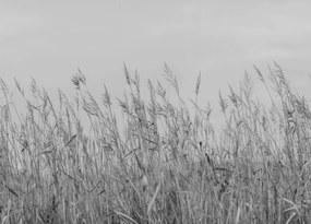 Fototapet, Reed Meadow, Gray, Rebel Walls