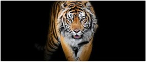 Tablou - Tiger (120x50 cm)