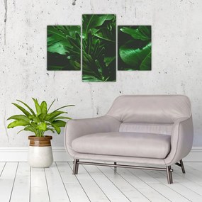 Tablou - Frunze de palmier (90x60 cm)