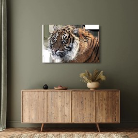 Tablou cu tigrul (90x60 cm)