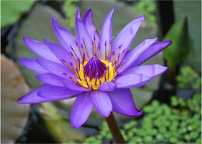 Tablou pe sticlă - Floare violet (70x50 cm)