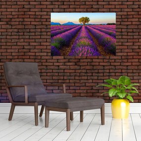 Tablou - Câmp de lavandă (90x60 cm)