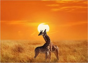 Tablou - Girafe în Parcul Național Serengeti (70x50 cm)