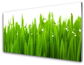 Tablouri acrilice Iarbă Natura verde