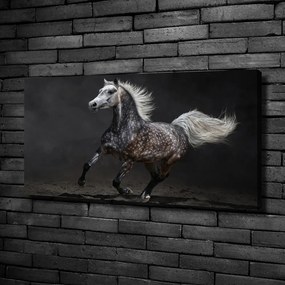 Tablou pe pânză Cal arab gray
