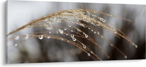 Tablou - Picături pe plantă (120x50 cm)