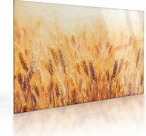 Tablou pe sticlă - câmp cu grâne (70x50 cm)