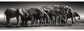 Animale Herd of Giants Puzzle compact panoramic cu elefant de 1000 de piese Clementoni