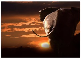 Tablou cu elefant (70x50 cm)