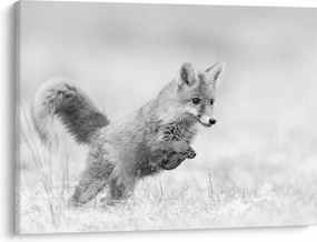 Tablou - Vulpe care sare,alb-negru (70x50 cm)