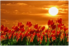 Tablou - lan înflorit de lalele (90x60 cm)