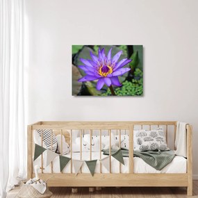 Tablou pe sticlă - Floare violet (70x50 cm)