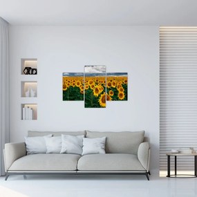 Tablou câmpului de floarea soarelui (90x60 cm)