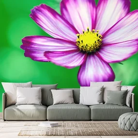 Fototapet autoadeziv floare de primula de grădină