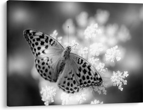 Tablou - Detailu cu fluture care polenizează floare (70x50 cm)