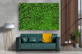 Tablou Canvas - Covorul verde