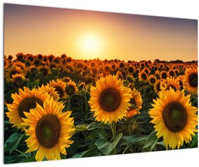 Tablou - Floarea soarelui (90x60 cm)