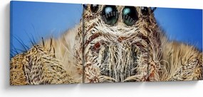 Tablou cu detalii a unui pâianjen (cu ceas) (90x30 cm)