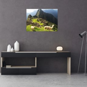 Tablou - Lame in Machu Picchu (70x50 cm)