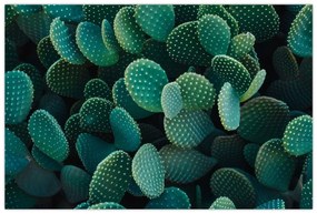 Tablou - Opuntia (90x60 cm)