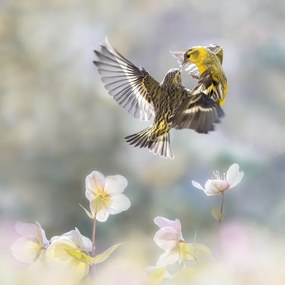 Fotografie Spinus in the spring, Martine Benezech