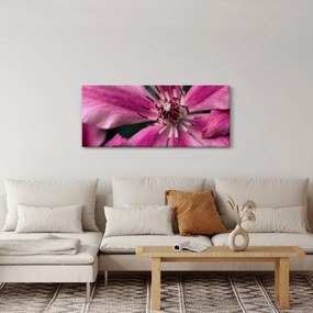 Tablou cu floarea roz de clematis (120x50 cm)