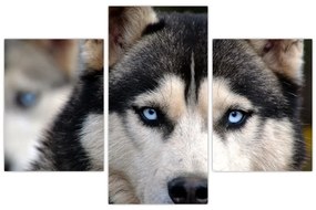 Tablou cu câinele husky (90x60 cm)