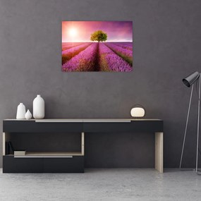 Tablou pe sticlă câmp cu lavandă (70x50 cm)