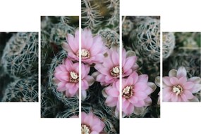 Tablou floare de cactus (150x105 cm)