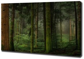 Print pe pânză Ceață în pădure