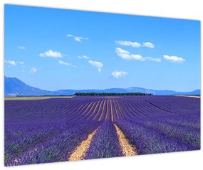 Tablou - Câmp de lavandă (90x60 cm)