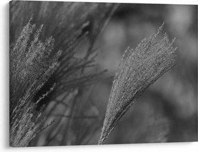 Tablou - Iarbă de pampas uscată (70x50 cm)