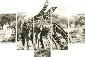 Tablou - Girafe, de epocă (150x105 cm)