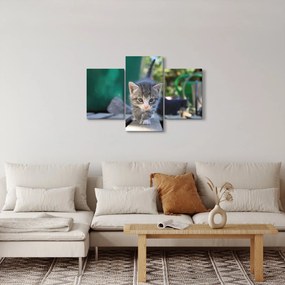 Tablou cu pisicuțe (90x60 cm)