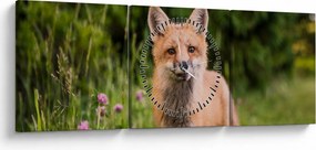 Tablou cu vulpe (cu ceas) (90x30 cm)