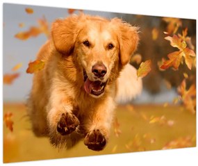 Tablou - Golden Retriever (90x60 cm)