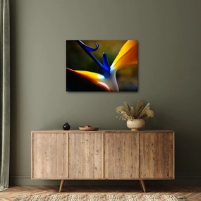 Tablou - Floare exotică (70x50 cm)