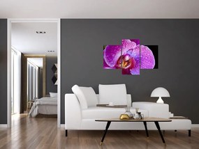 Tablou detailat cu floare de orhidee (90x60 cm)