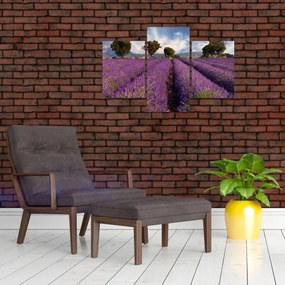 Tablou - câmp de lavandă și munți (90x60 cm)